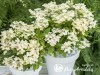 Hortenzija šluotelinė ,Polestar' (lot. Hydrangea paniculata)